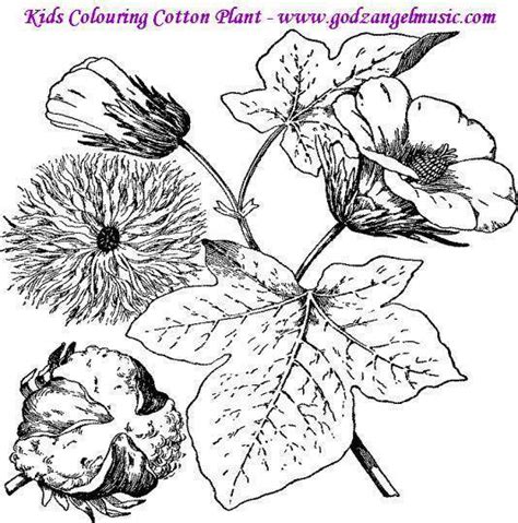 Here presented 50+ cotton gin drawing images for free to download, print or share. Cotton Plant Coloring Page Sketch Coloring Page