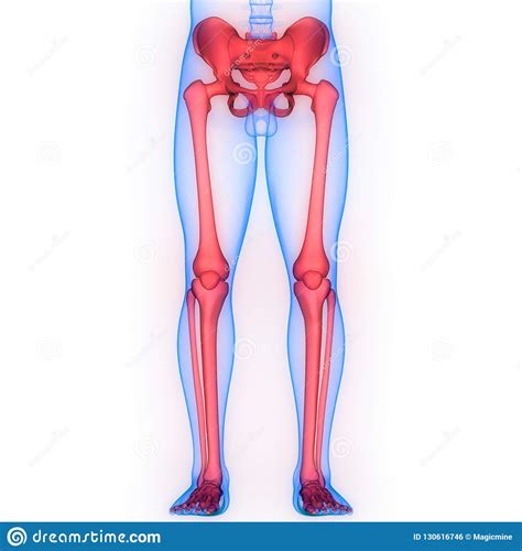 It can be helpful to step back and look at the bigger anatomical picture. Human Body Skeleton System Lower Limbs Anatomy Stock Illustration - Illustration of brain ...