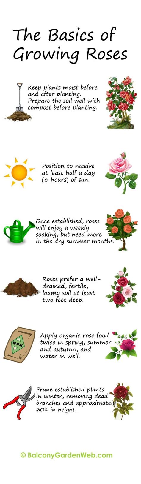 The Basics Of Growing And Planting Roses More Amazing Info In This