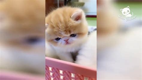 4 Gatos Graciosos Los Mejores Videos De Gatos Chistosos 5 Youtube