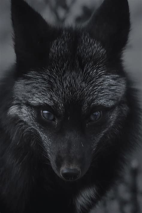 Black Fox Wallpapers On Wallpaperdog