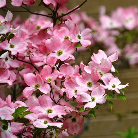 Pink Dogwood Flowers Photograph By P S