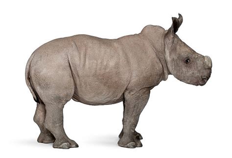 Top 60 Rhino Profile Stock Photos Pictures And Images Istock