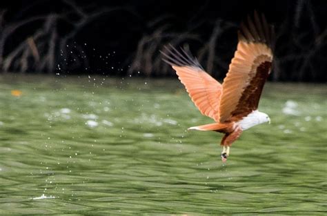 We did not find results for: UP NORTH NEWS & HIGHLIGHTS - MYSTIC ISLAND OF LANGKAWI: Eagle In Langkawi - Burung Helang Langkawi
