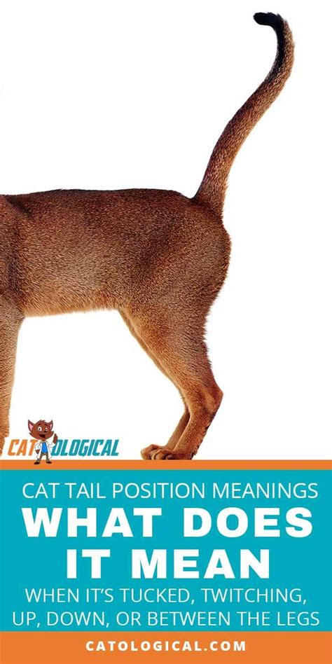 This Article Is All About Telling The Tale Of What Your Cats Tail