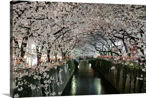 Cherry Blossoms Over Meguro River Tokyo Japan Wall Art Canvas Prints