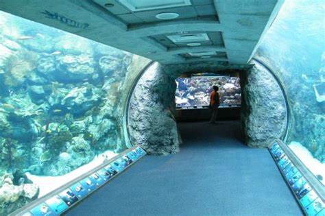 tunnel through the aquarium Picture of Aquarium of the Pacific, Long 