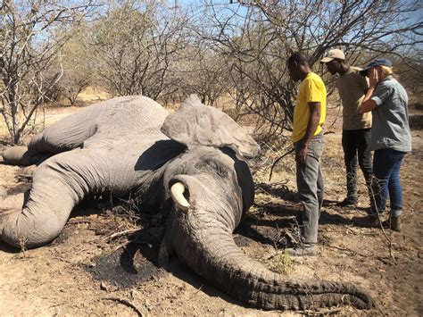Elephant Hunting Is On Again For Hunters Again In Botswana What S The Impact Goats And Soda