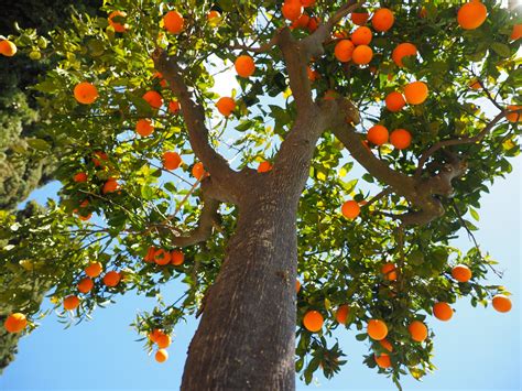 Naranjos ¡la Vida De Color Naranja En Italia Y Argentina Ittucumán