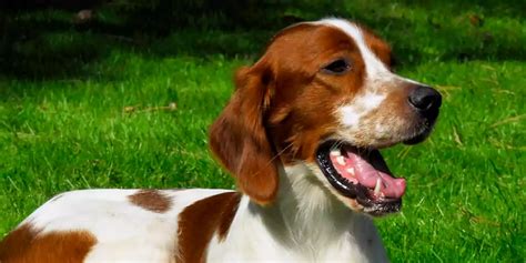 Irish Red And White Setter Dog Breed Price Lifespan Temperament And
