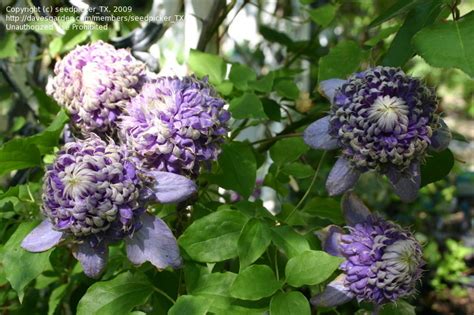 Clematis multi pink is a cracking new double pink variety that can be grown in a pot or in the garden beds and borders, so very versatile. PlantFiles Pictures: Clematis, Early Large-flowered ...