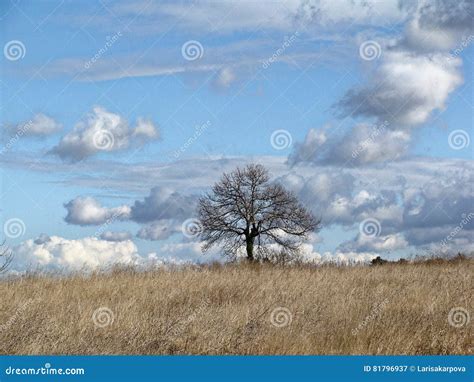 Lonely Tree Without Leaves In Late Autumn In Field Infinite Blue Sky