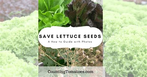 How To Save Lettuce Seeds With Photos Counting Tomatoes