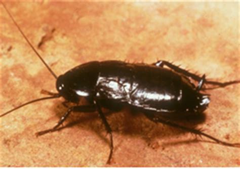Clark pest control of santa rosa, ca offers affordable pest control solutions to suit your home or business. Crawling Pests | Clark Pest Control