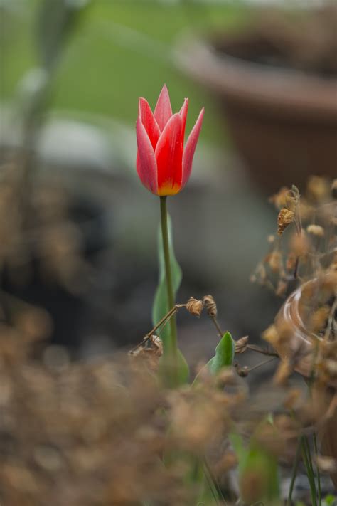 hình ảnh thiên nhiên thực vật lá cánh hoa tulip mùa xuân màu xanh lá Đỏ tự nhiên thực