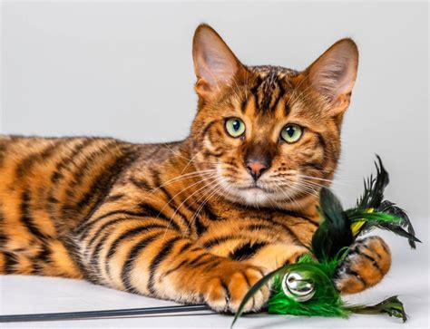 Toyger Cat Update Every Time