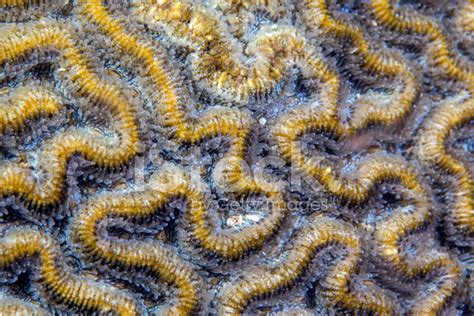 Colpophyllia Natans Boulder Brain Coral Stock Photo Royalty Free