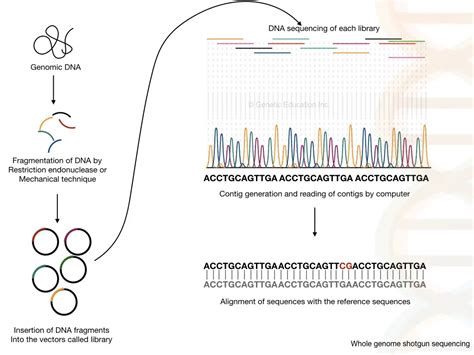 What Is Genome Sequencing Best Genome Sequencing Methods