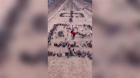 Farmer Spreads Feed To Make 1000 Chickens Form Words Of Encouragement