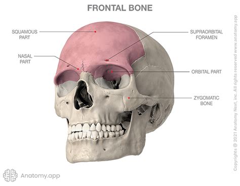 Frontal Bone Encyclopedia Anatomyapp Learn Anatomy 3d Models