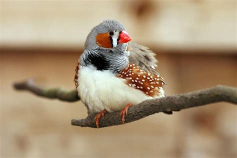 Zebra Finches As Pets What To Expect
