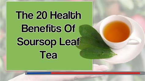 Soursop tea is not a tea in the traditional sense and is not made from the leaves of the camellia sinensis plant the most significant soursop tea health benefit that you'll see advertised online or in stores is cancer treatment. 20 Health Benefits Of Soursop Leaf Tea - YouTube