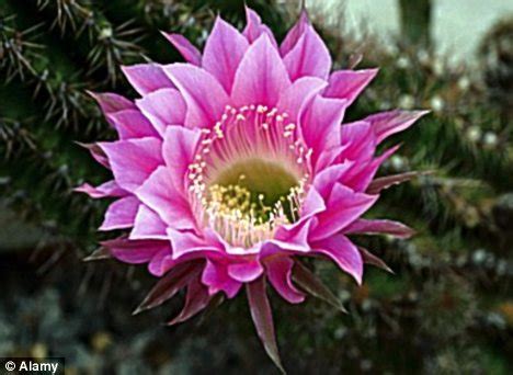 If you read many of these articles, you'll often see the advice to put the so, you will need to set your own house thermostat to see what you're at, and maybe put the plant on an unheated sun porch or such to get it to get to the. MONTY DON: Cactus makes perfect, just keep your desert ...