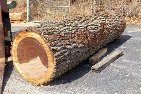 How Much Is Your Log Worth Woodworking Network Black Walnut Tree