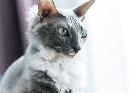 10 Cat Breeds That Dont Shed A Lot Daily Paws