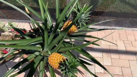 How To Grow Pineapples At Home Youtube