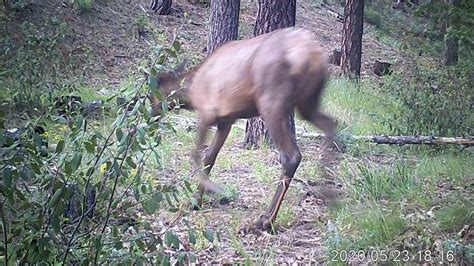 Elk Running Through A Ravine Youtube