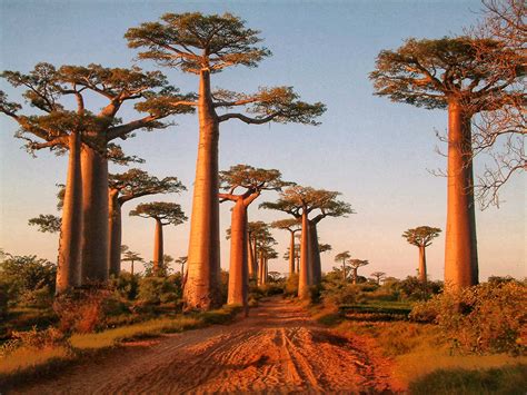 Best Ideas For Coloring Baobab Tree Madagascar