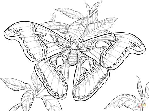 Realistic Butterfly Coloring Page