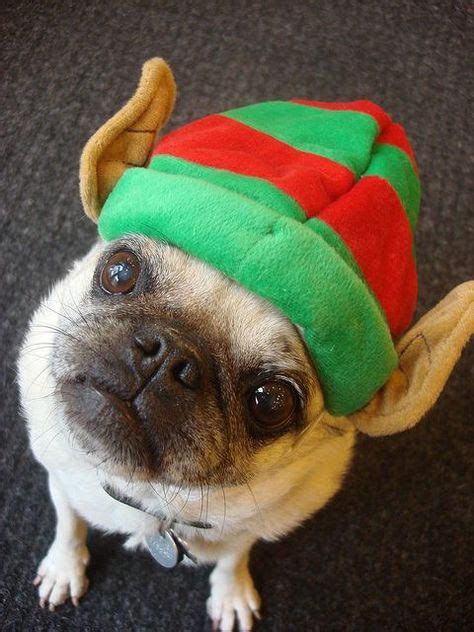 Elf Dogs 30 Pups Dressed As Christmas Elves To Make Spirits Bright
