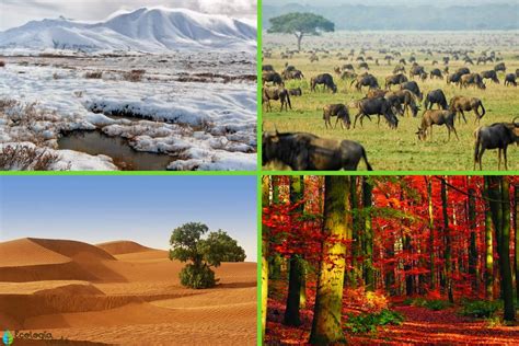 Tipos De Biomas Terrestres Caracteristicas Ejemplos Y Fotos Images My