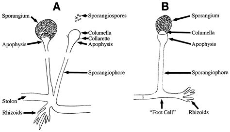 What Is The Function Of Sporangium What Is Sporangiophores Study Nature