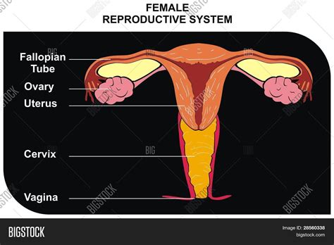Female Reproductive System Image Photo Bigstock