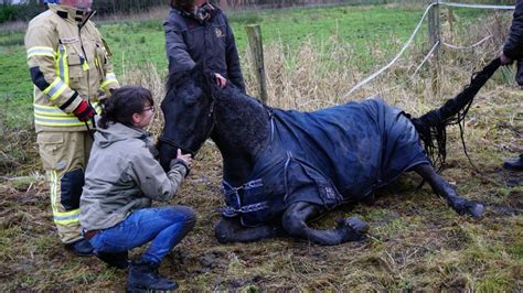 Pferd Versinkt Erst In Matschloch Und Fällt Dann In Graben Shz