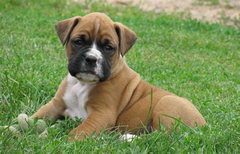 45 What Is A Boxer Dog Pic Bleumoonproductions