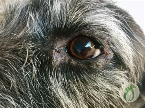 Puppy Swollen Eye With Discharge Hit A Home Run Biog Picture Galleries