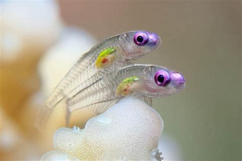 Clear View Transparent Fish Ocean Creatures Colorful Fish