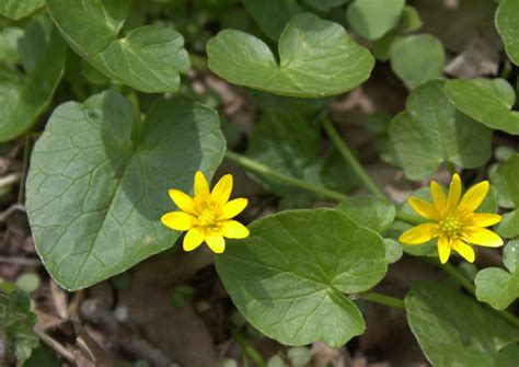 Its foliage usually enters dormancy in the midsummer heat, and this sensitivity to heat makes establishing new plants more challenging in warmer zones than in colder areas. Lesser Celandine Blooms by the Creek - wildeherb.com