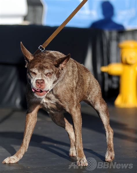 今年も開催、「世界一醜い犬コンテスト」 写真15枚 国際ニュース：afpbb News