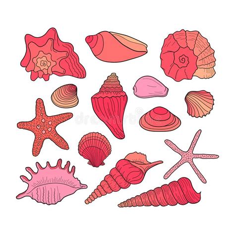 Set Of Seashells Collection Of Seashells Of Various Shapes Marine Set