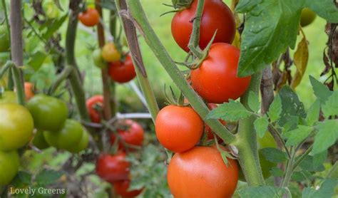 Growing Tomatoes From Seed Sowing Times Compost And Instructions