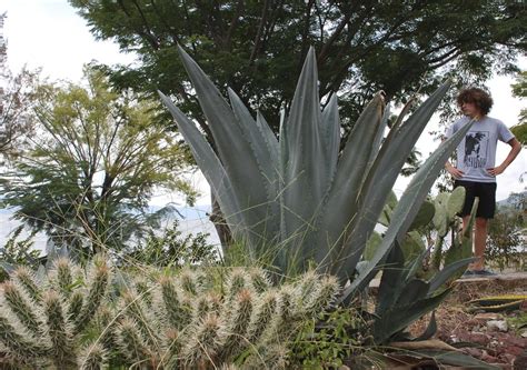 The same kind that are used to make tequila and mescal. DSC_0113 | Agave plant used to make Mezcal (not a cactus ...