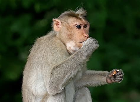 Terpopuler 25 Gambar Monyet