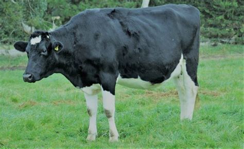 Six Characteristics That Make Holstein Friesian Profitable To Rear