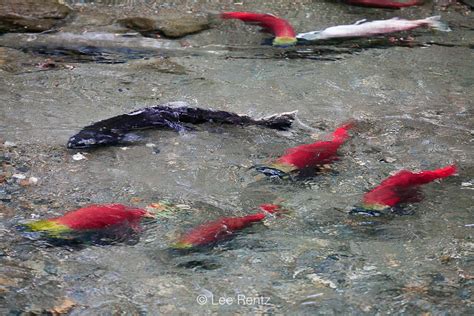 Lee Rentz Photography Chinook And Sockeye Salmon In The Adams River