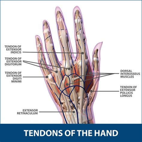 Tendon Transfers Of The Hand Florida Orthopaedic Institute
